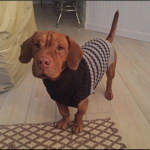 Dog sweater (Dog not for sale 😂)